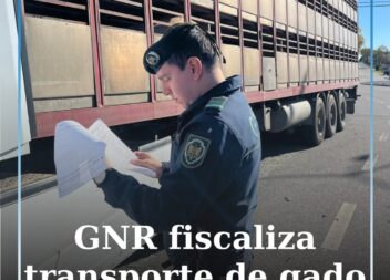 SEPNA fiscaliza transporte de gado em Castelo Branco