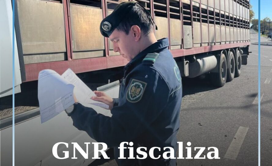 SEPNA fiscaliza transporte de gado em Castelo Branco