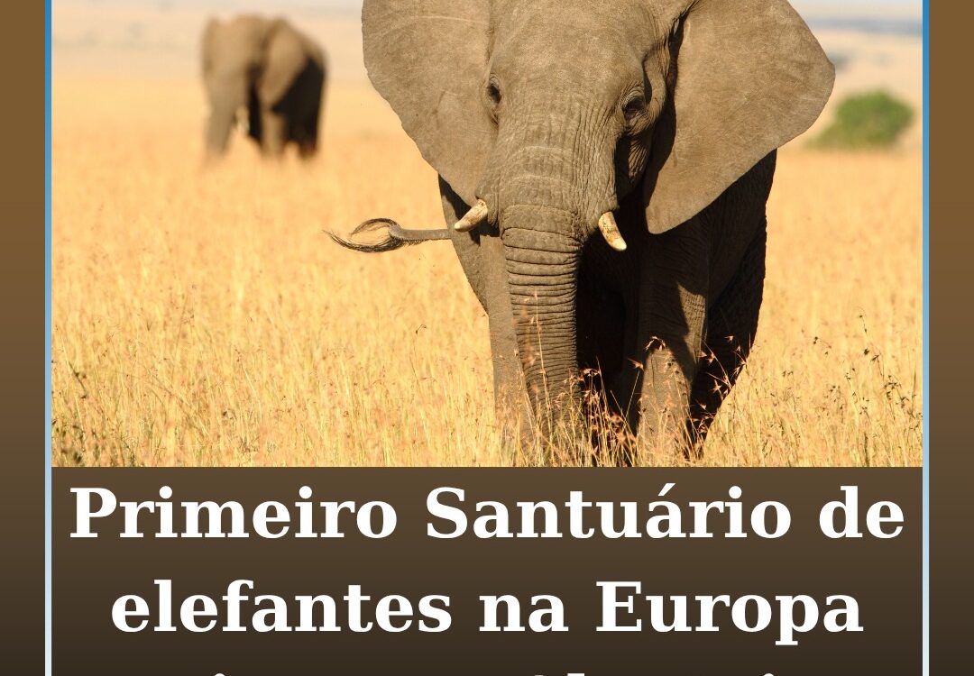 Santuário de Elefantes no Alentejo pronto para receber primeiros animais em 2026