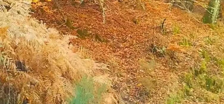 Serra da Estrela pinta-se com cores de Outono\n\nDepois da passagem da Depress\u