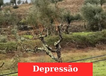 Ventos fortes causam estragos em Nisa