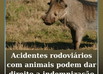 Acidente com animal na autoestrada dá direito a indemnização