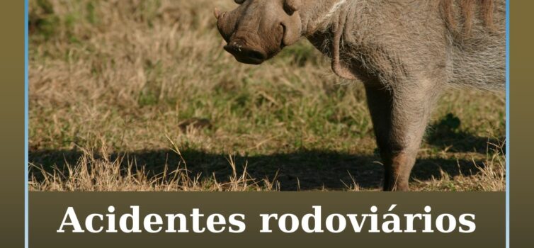 Acidente com animal na autoestrada dá direito a indemnização