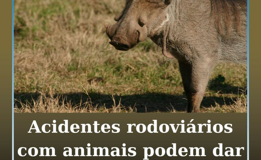 Acidente com animal na autoestrada dá direito a indemnização