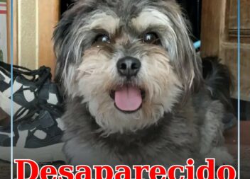 Cão desaparecido na Covilhã