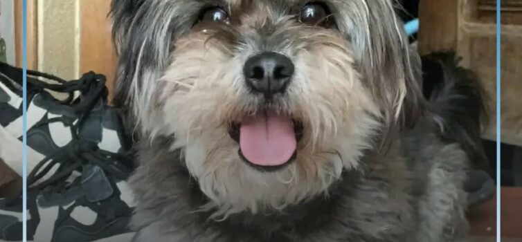 Cão desaparecido na Covilhã