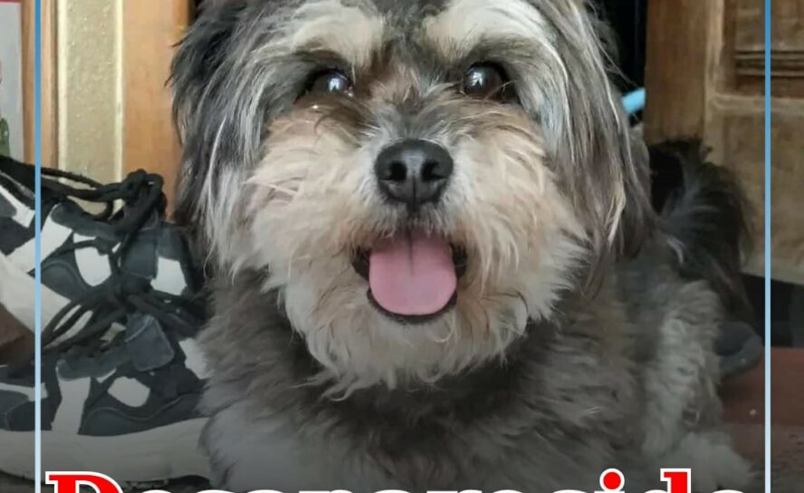 Cão desaparecido na Covilhã
