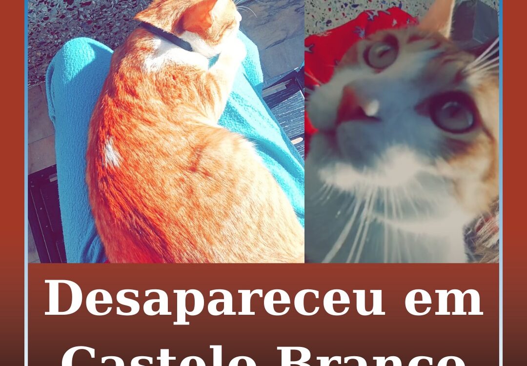 Desapareceu em Castelo Branco