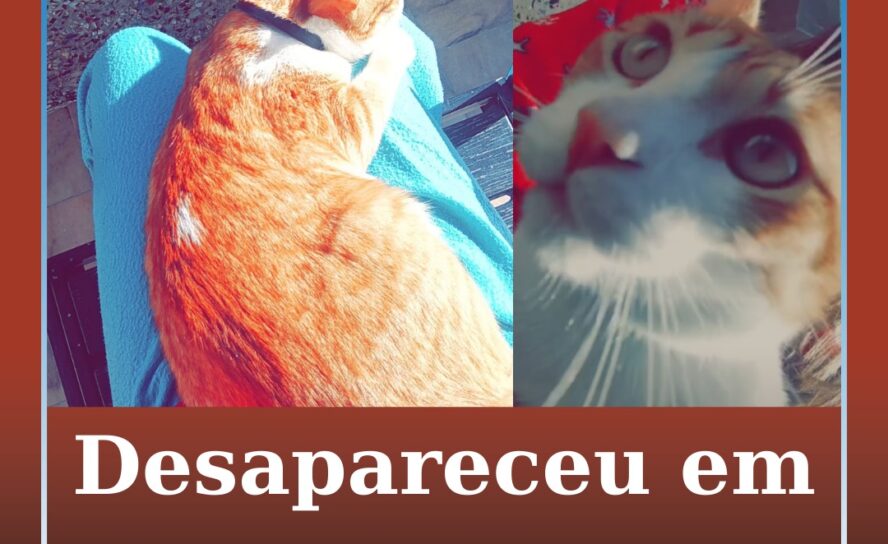 Desapareceu em Castelo Branco