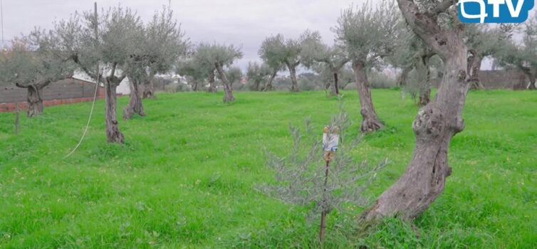 ESTA TERRA | ESTA GENTE