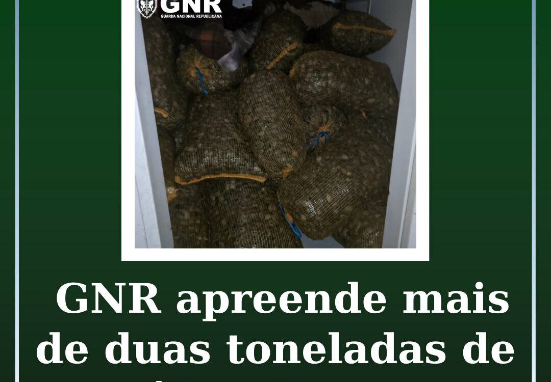 GNR apreende quase 2,4 toneladas de amêijoa-japonesa