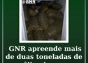 GNR apreende quase 2,4 toneladas de amêijoa-japonesa