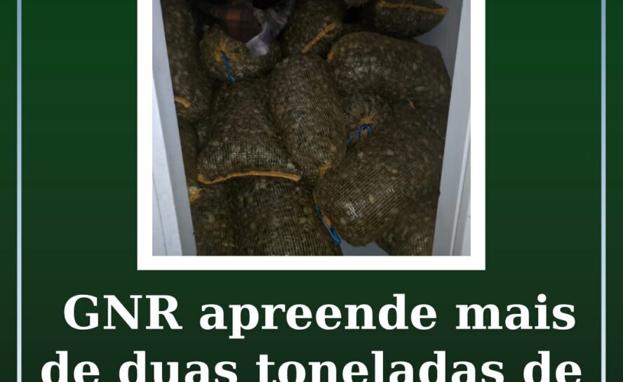 GNR apreende quase 2,4 toneladas de amêijoa-japonesa