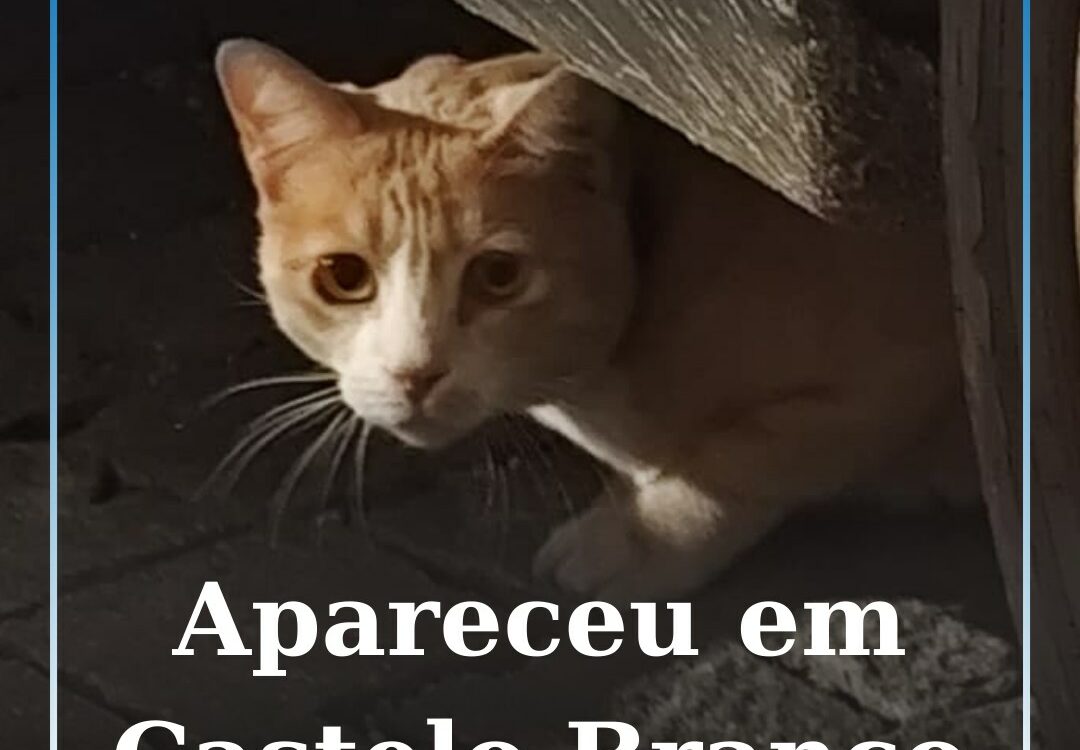 Gato encontrado em Castelo Branco