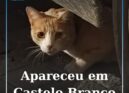 Gato encontrado em Castelo Branco