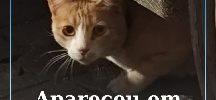 Gato encontrado em Castelo Branco