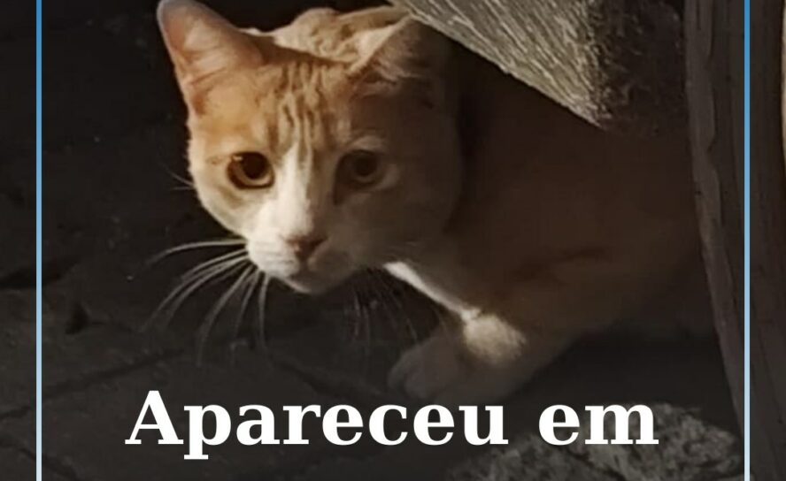Gato encontrado em Castelo Branco