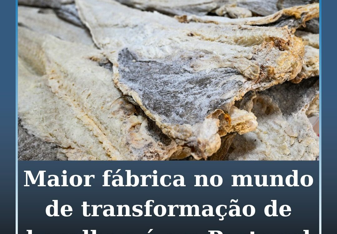 Maior fábrica de transformação de bacalhau do mundo fica em Portugal