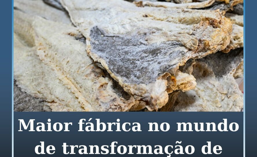 Maior fábrica de transformação de bacalhau do mundo fica em Portugal