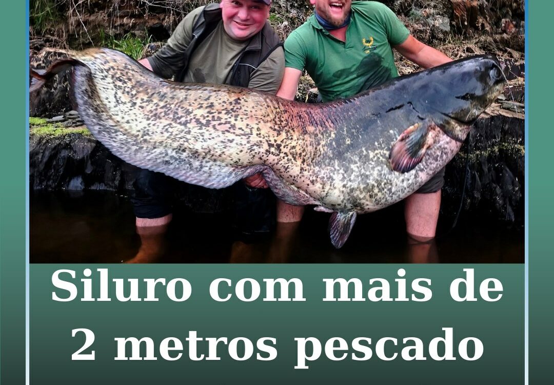 Siluro com mais de 2 metros pescado no rio Ponsul