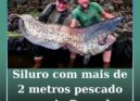 Siluro com mais de 2 metros pescado no rio Ponsul
