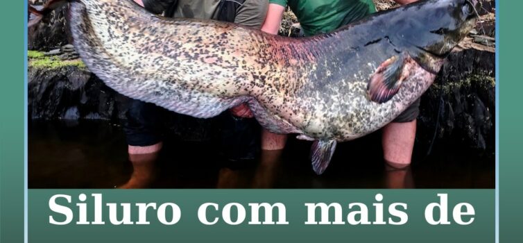 Siluro com mais de 2 metros pescado no rio Ponsul