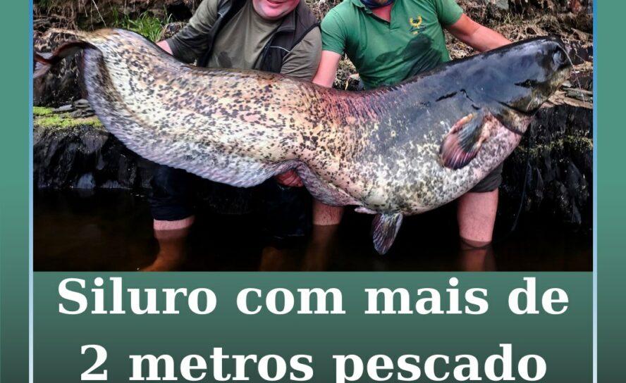 Siluro com mais de 2 metros pescado no rio Ponsul