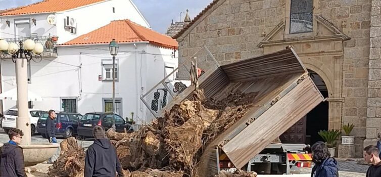 Teixoso: Madeiro já está no largo da Igreja
