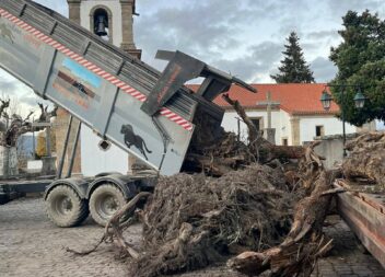 Tradição do Madeiro continua viva em Caria e Monte do Bispo