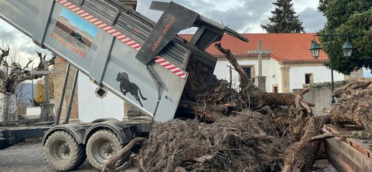 Tradição do Madeiro continua viva em Caria e Monte do Bispo