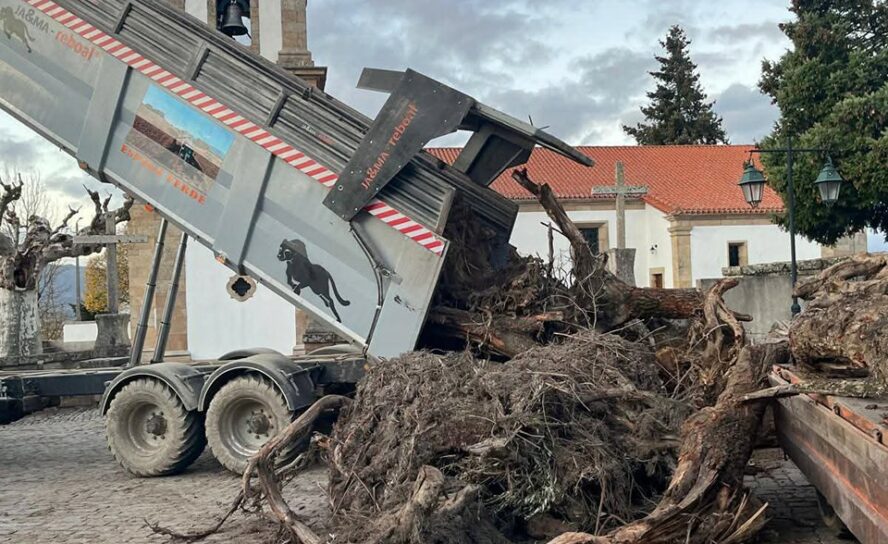 Tradição do Madeiro continua viva em Caria e Monte do Bispo