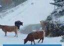 Vacas passeiam na neve nas Penhas da Saúde | Covilhã