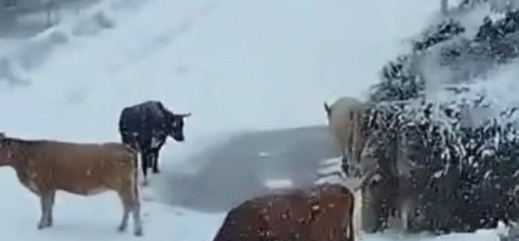Vacas passeiam na neve nas Penhas da Saúde | Covilhã