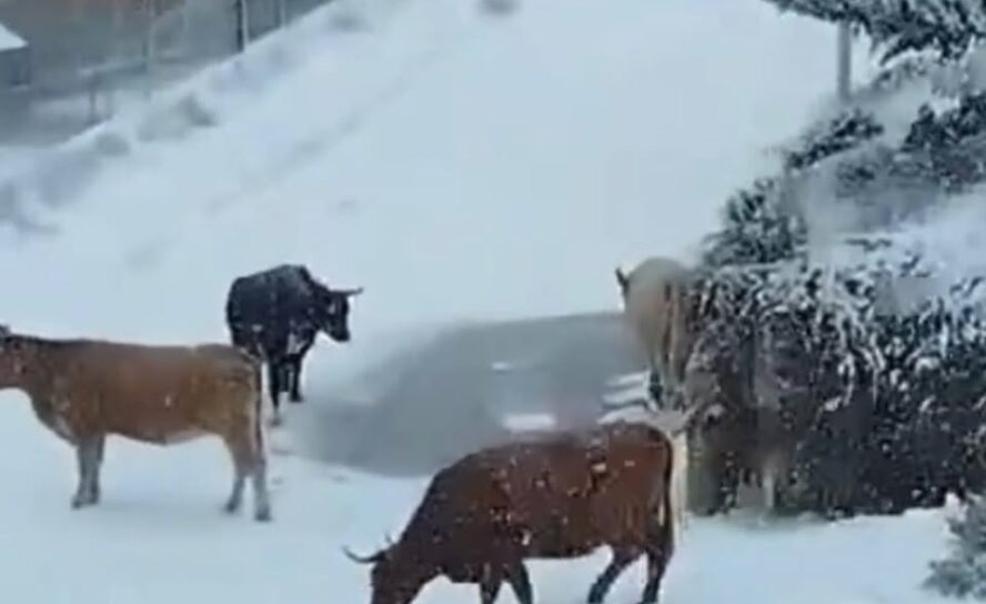 Vacas passeiam na neve nas Penhas da Saúde | Covilhã