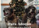 VetBeirão apela à adoção responsável de dois cães
