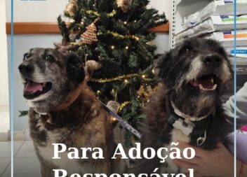 VetBeirão apela à adoção responsável de dois cães