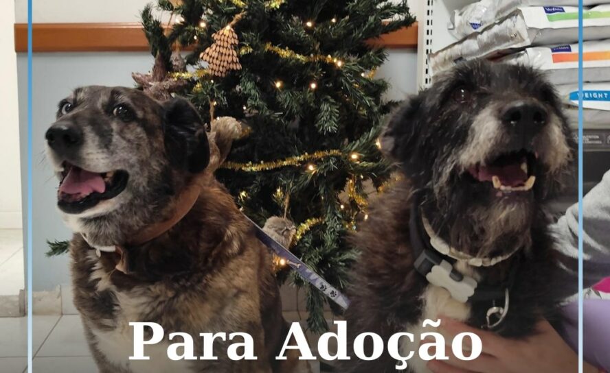 VetBeirão apela à adoção responsável de dois cães