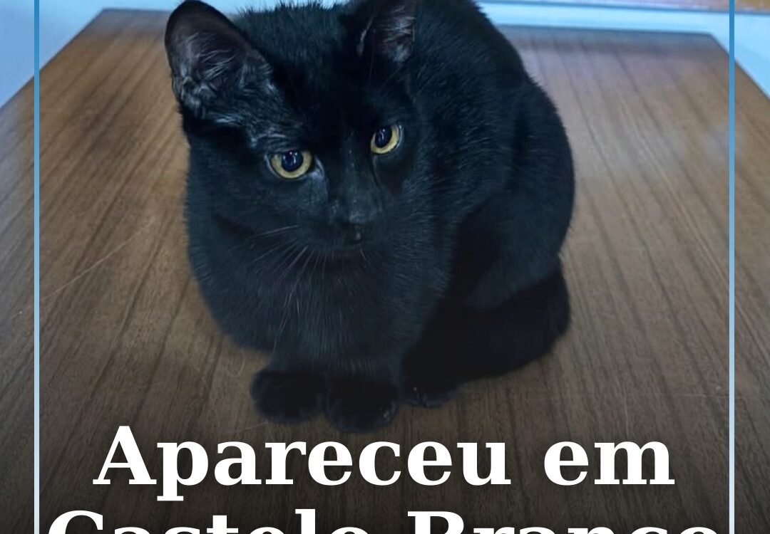 Apareceu em Castelo Branco