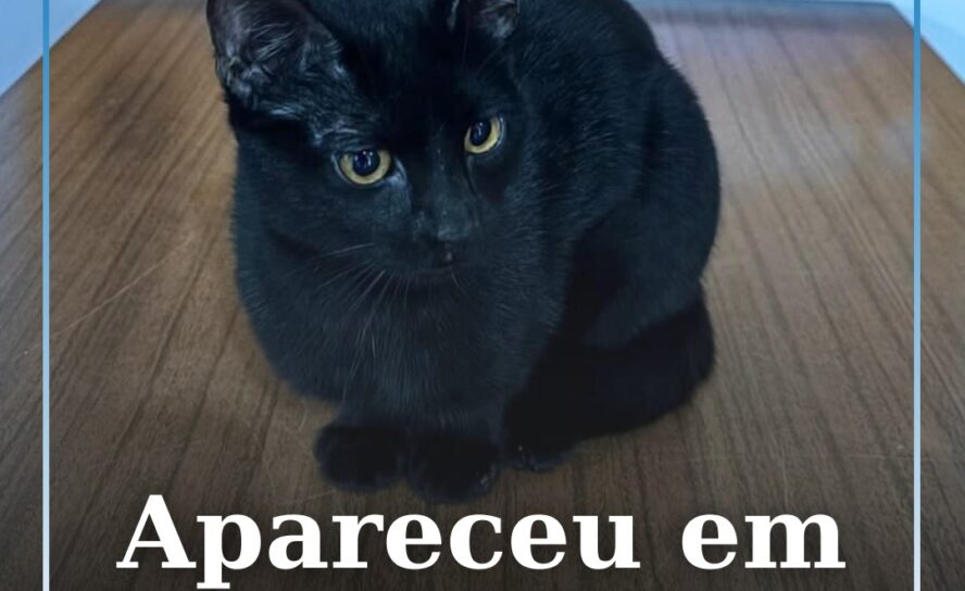 Apareceu em Castelo Branco