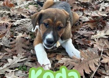 ARCA promove evento de adoção de cães em Castelo Branco