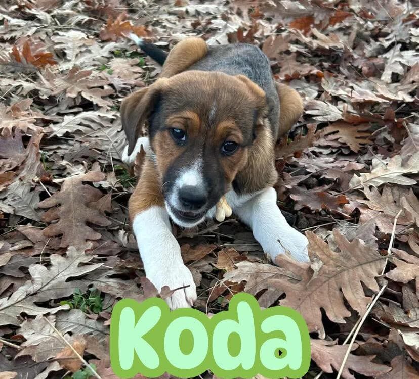 ARCA promove evento de adoção de cães em Castelo Branco