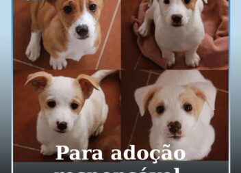 Adoção responsável