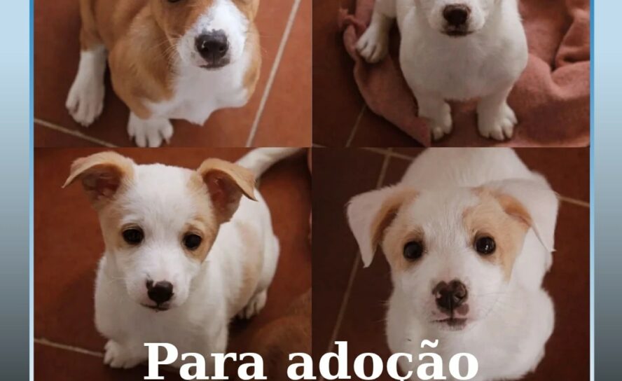 Adoção responsável