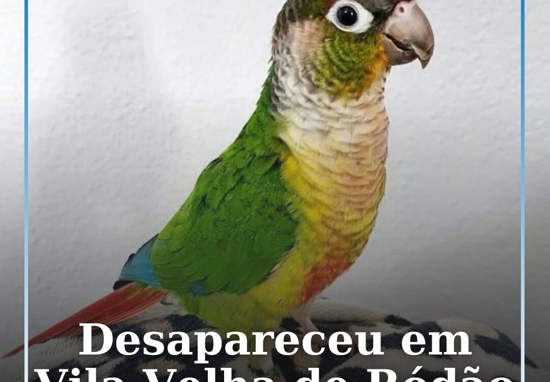 Ave de estimação desaparecida em Vila Velha de Ródão