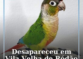Ave de estimação desaparecida em Vila Velha de Ródão