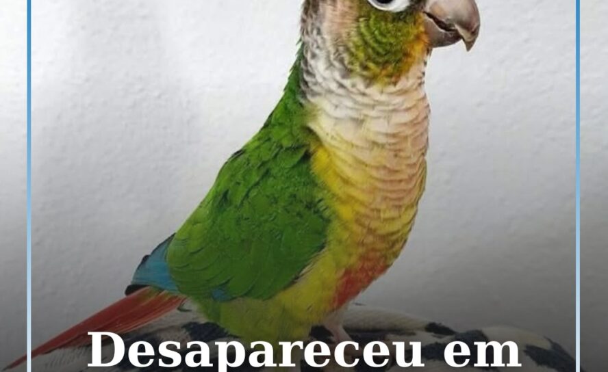 Ave de estimação desaparecida em Vila Velha de Ródão