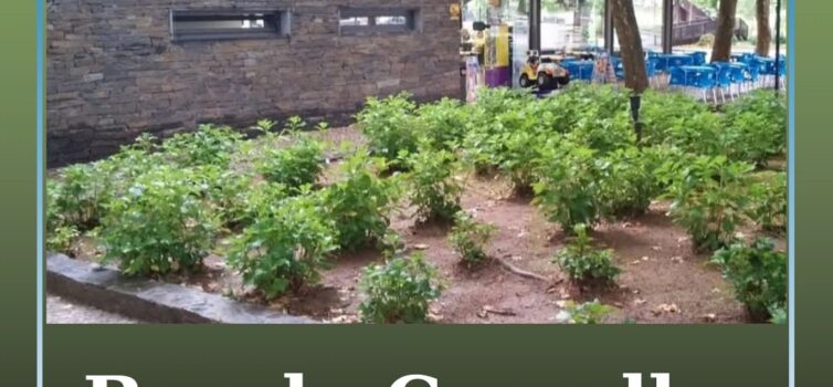 Bar da Carvalha reabre ao público