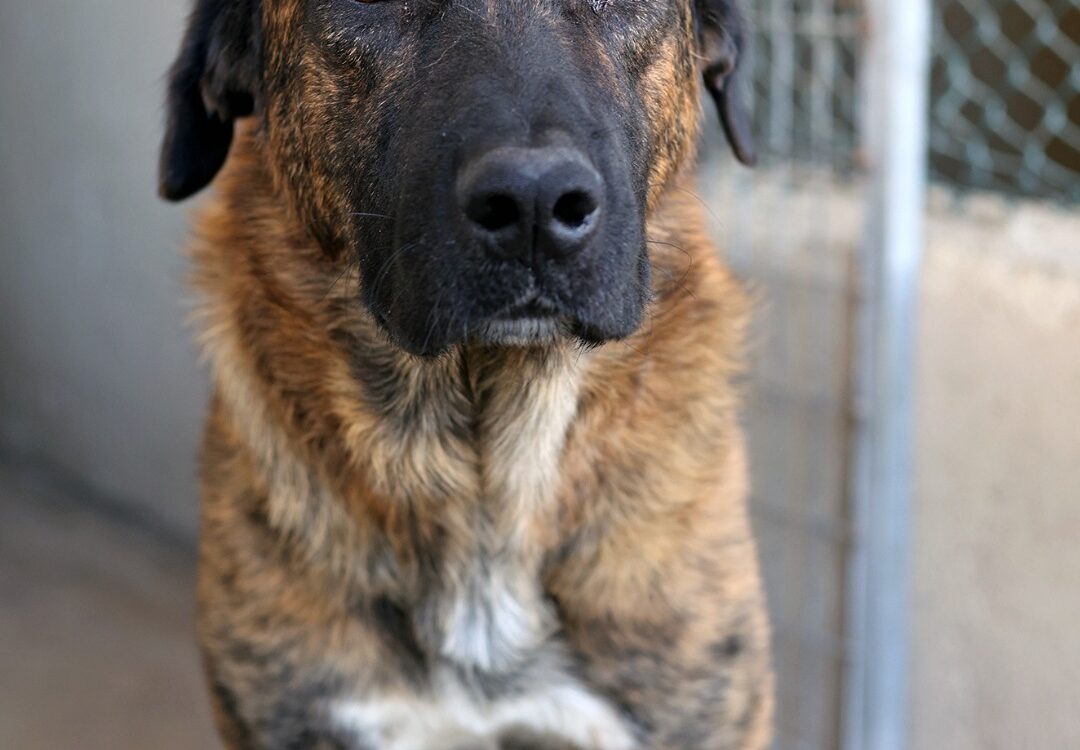 Cães para adoção em Idanha-a-Nova