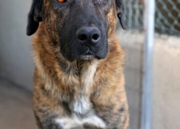 Cães para adoção em Idanha-a-Nova