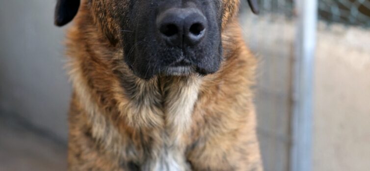 Cães para adoção em Idanha-a-Nova